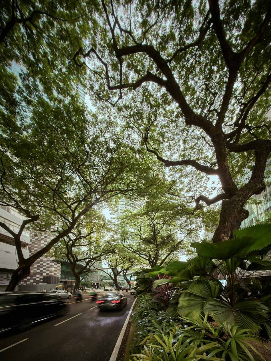 Tree-lined Jalan Ampang beside Oxley Towers